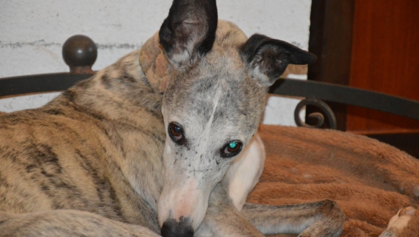 Joda sucht seine Menschen